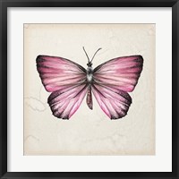 Butterfly Study IV Fine Art Print