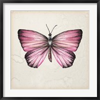Butterfly Study IV Fine Art Print