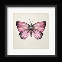 Butterfly Study IV Framed Print