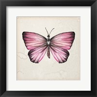 Butterfly Study IV Framed Print