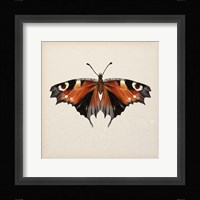 Butterfly Study V Framed Print