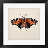 Butterfly Study V Framed Print