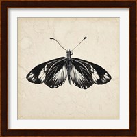Butterfly Study VI Fine Art Print