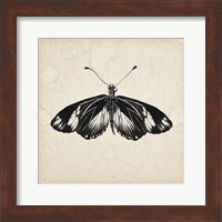 Butterfly Study VI Fine Art Print