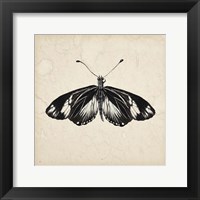 Butterfly Study VI Framed Print