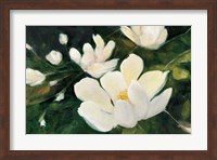 Magnolia Blooms No Petal Fine Art Print