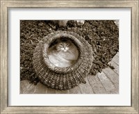 Cat in a Basket Fine Art Print
