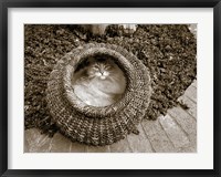 Cat in a Basket Fine Art Print
