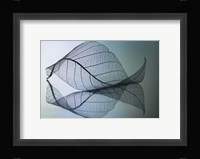 Curvaceousness Fine Art Print