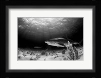 Dark Tiger Fine Art Print