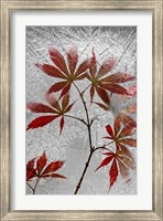 Red Maple Fine Art Print