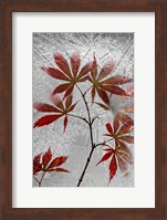 Red Maple Fine Art Print