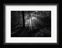 A Sunny Morning Fine Art Print