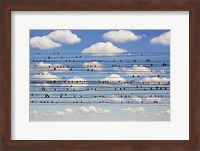 Cantus Arcticus - Concerto For Birds Fine Art Print