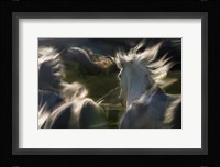 Esata Equina Fine Art Print