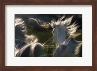 Esata Equina Fine Art Print