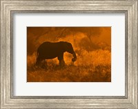 Golden Elephant In Savute Fine Art Print
