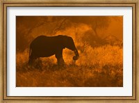 Golden Elephant In Savute Fine Art Print
