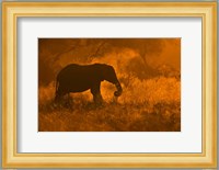 Golden Elephant In Savute Fine Art Print