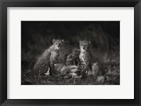 Cheetah Cubs Fine Art Print