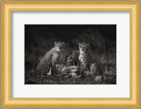 Cheetah Cubs Fine Art Print