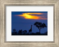 A Giraffe At Sunset Fine Art Print