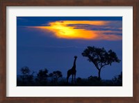 A Giraffe At Sunset Fine Art Print