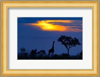 A Giraffe At Sunset Fine Art Print