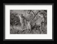 Three Cats Fine Art Print