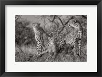Three Cats Fine Art Print
