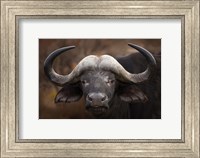 A Buffalo Portrait Fine Art Print