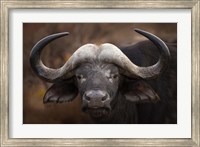 A Buffalo Portrait Fine Art Print