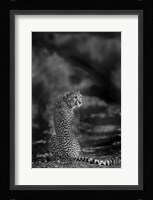 The Look Back Fine Art Print