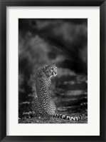The Look Back Fine Art Print