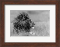 The King Is Alone Fine Art Print