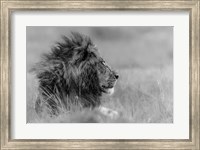 The King Is Alone Fine Art Print