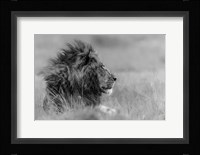 The King Is Alone Fine Art Print