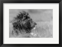 The King Is Alone Fine Art Print