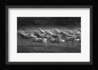 Stampedo Fine Art Print