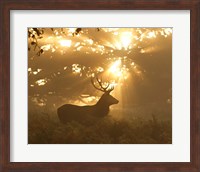 Ghost Of The Forest Fine Art Print