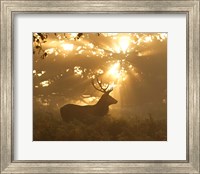 Ghost Of The Forest Fine Art Print