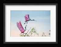 Rosy Pair (Roseate Spoonbills) Fine Art Print