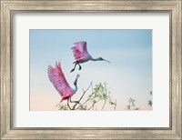 Rosy Pair (Roseate Spoonbills) Fine Art Print