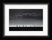 6 Giraffes Fine Art Print