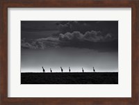 6 Giraffes Fine Art Print