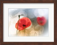 Morning Poppies Fine Art Print