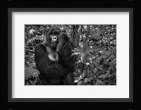Kwitonda Silverback Fine Art Print