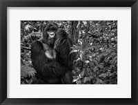 Kwitonda Silverback Fine Art Print