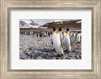 Penguins Of Salisbury Plain Fine Art Print
