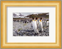 Penguins Of Salisbury Plain Fine Art Print